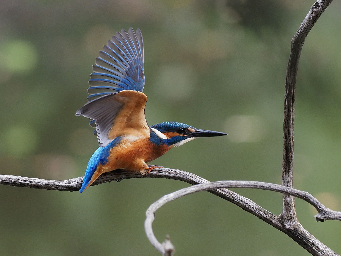 Jungvogel