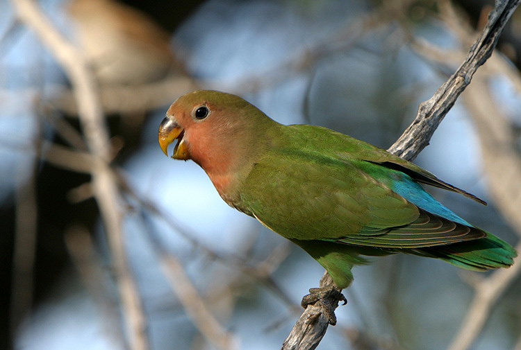 Jungvogel