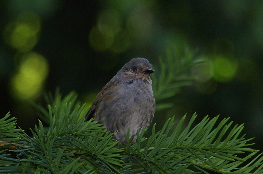 Jungvogel