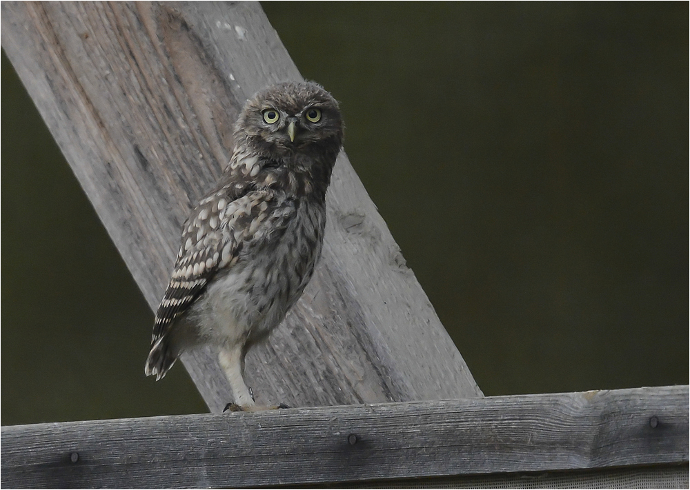 Jungvogel