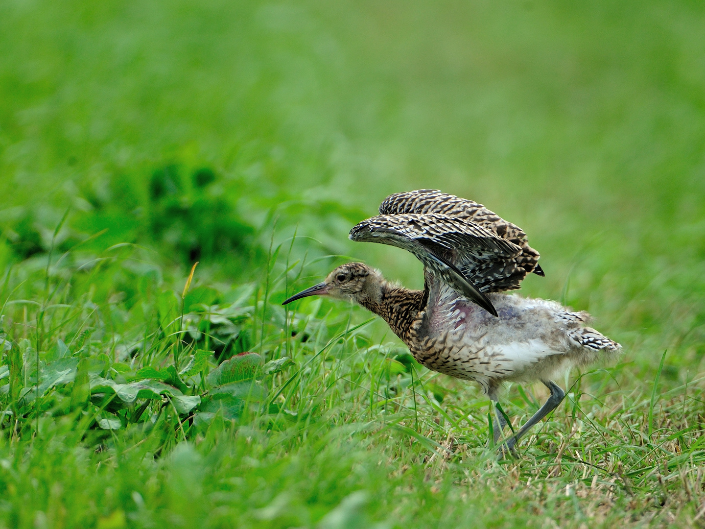 Jungvogel