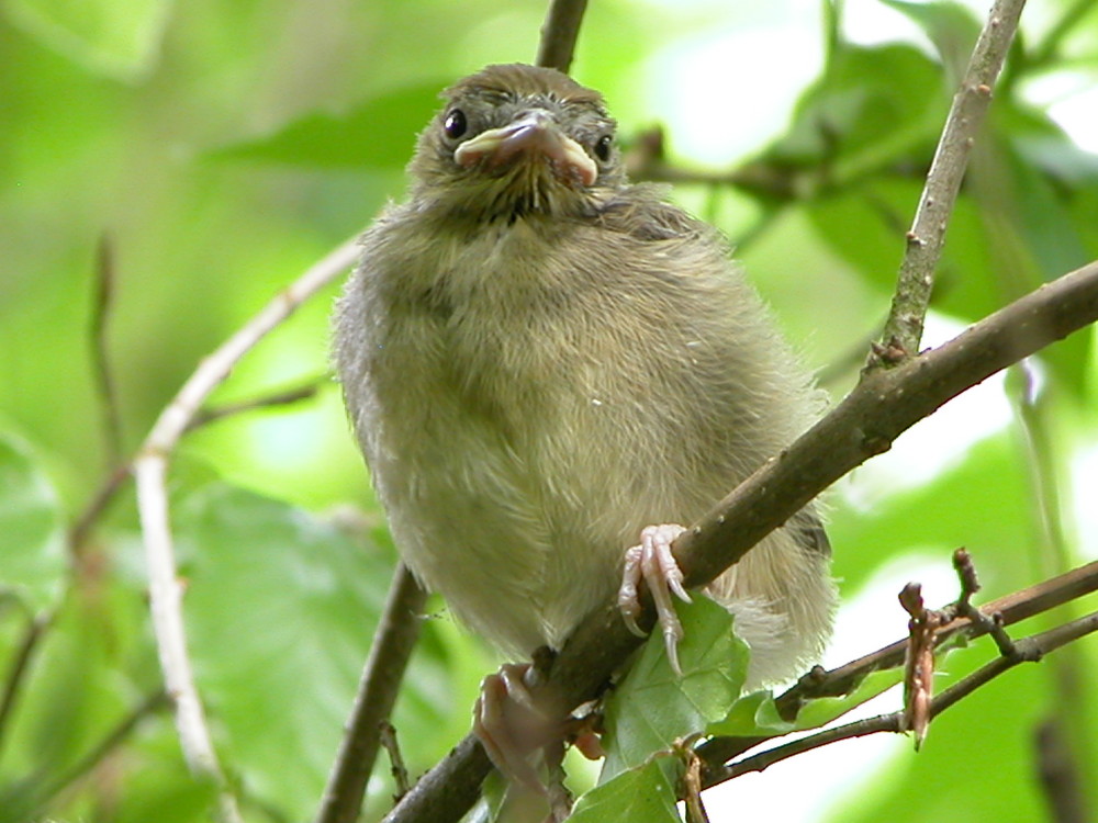 Jungvogel