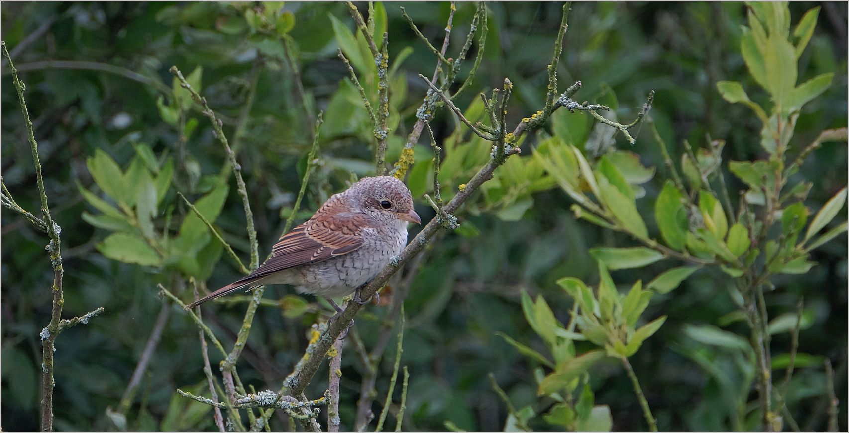 Jungvogel