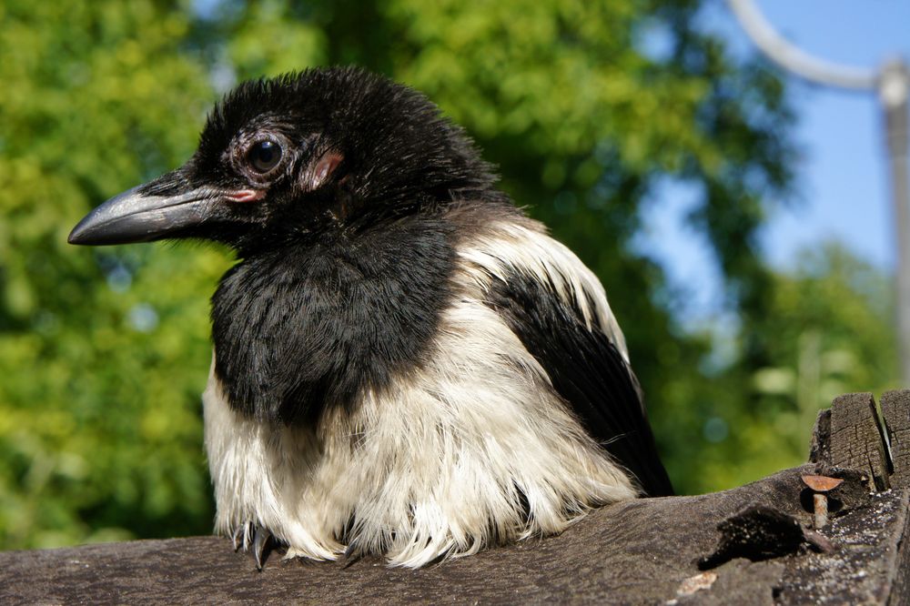 Jungvogel