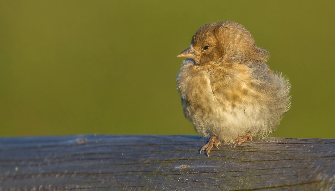 Jungvogel der Marke ..... äääh ARt Stieglitz