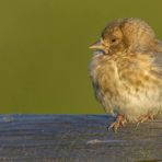 Jungvogel der Marke ..... äääh ARt Stieglitz