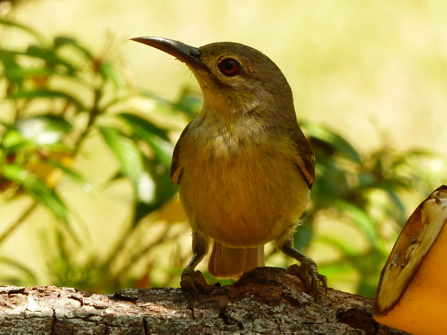 Jungvogel des Braunhals Nektarvogels!