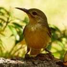 Jungvogel des Braunhals Nektarvogels!