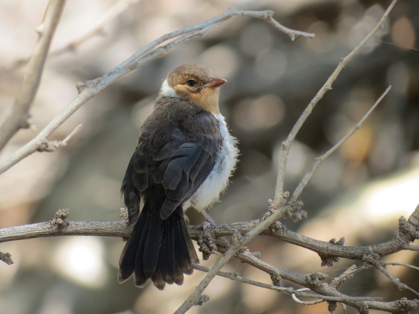 Jungvogel des Graukardinals