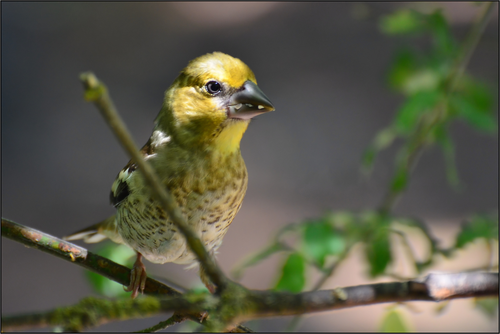 Jungvogel des Kernbeißer......(Coccothraustes coccothraustes).....