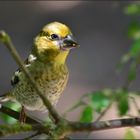 Jungvogel des Kernbeißer......(Coccothraustes coccothraustes).....