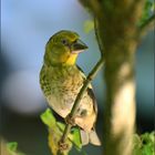 Jungvogel des Kernbeißers....