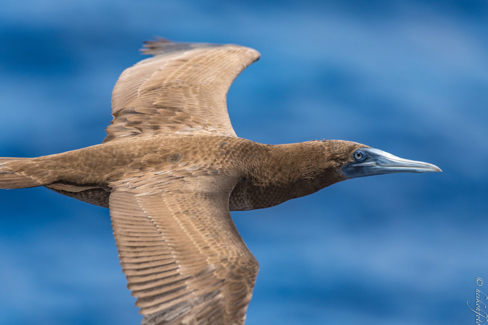 Jungvogel des Weißbauchtölpels im Flug