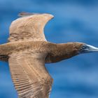 Jungvogel des Weißbauchtölpels im Flug