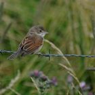 Jungvogel - Dorngrasmücke 