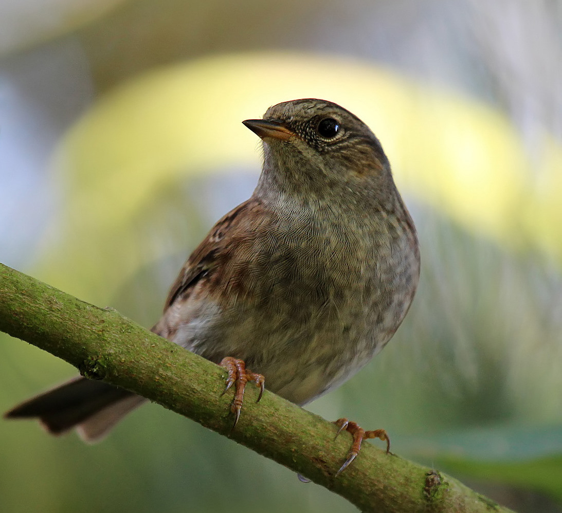 Jungvogel