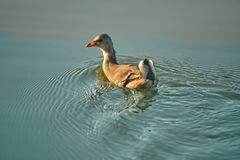 Jungvogel 