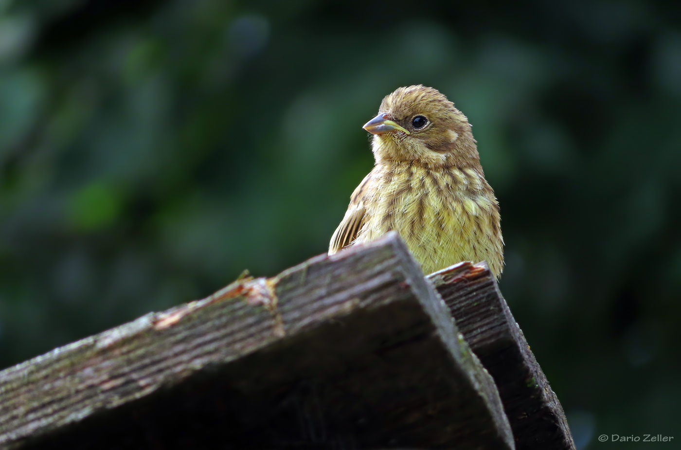 Jungvogel