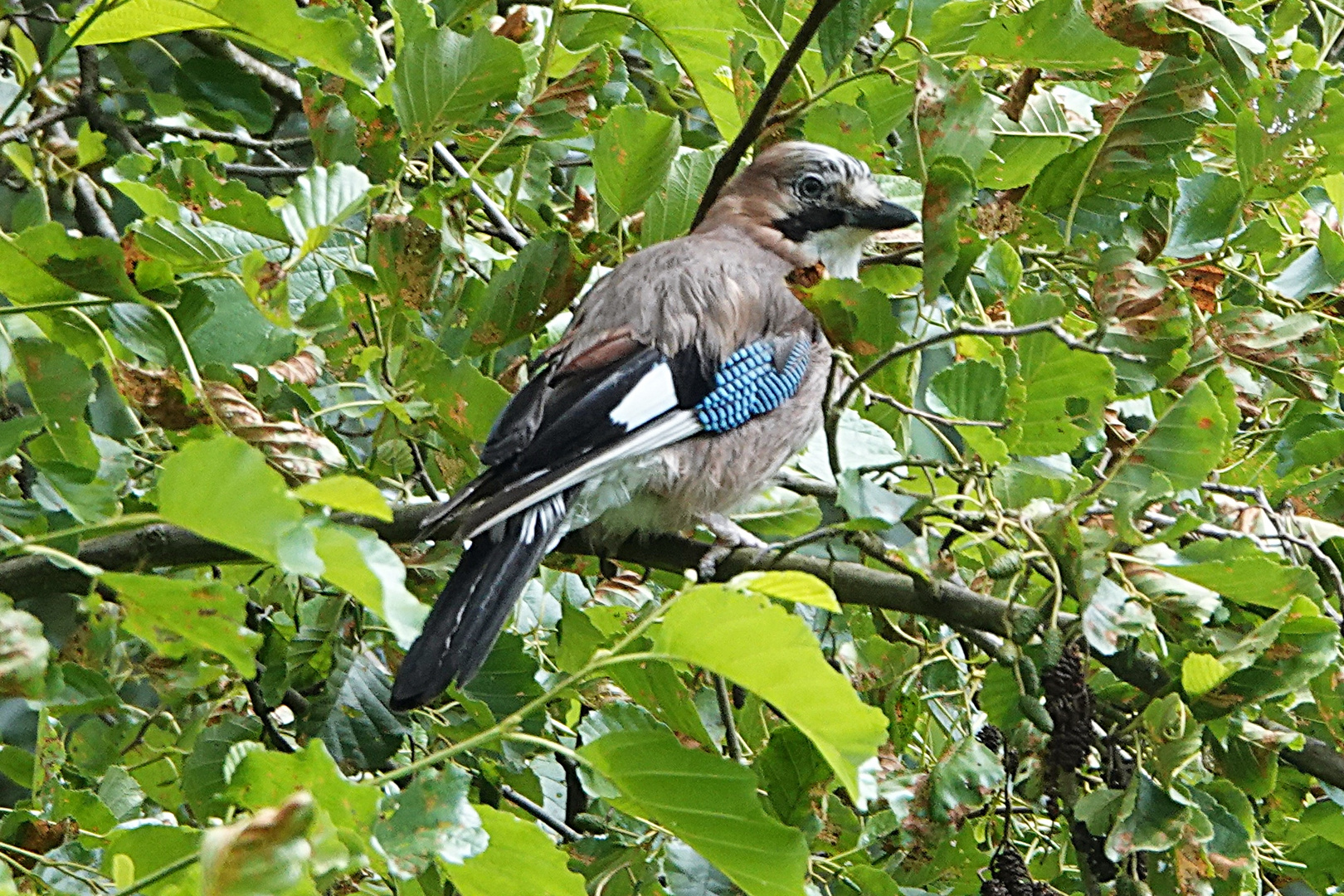 Jungvogel erkundet die Umgebung