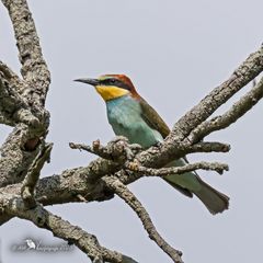Jungvogel