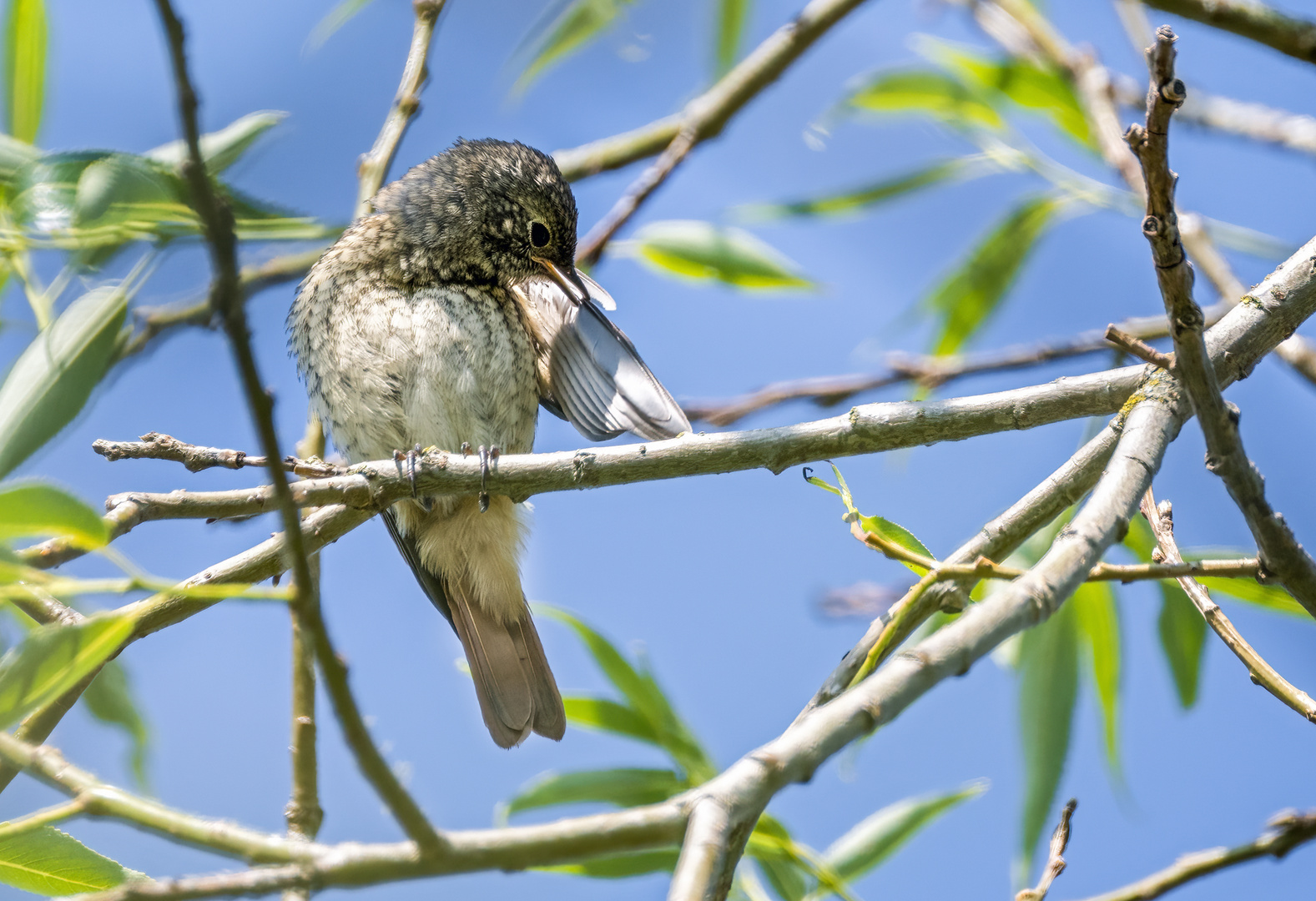 "Jungvogel Gartenrotschwanz"