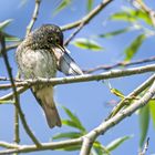 "Jungvogel Gartenrotschwanz"