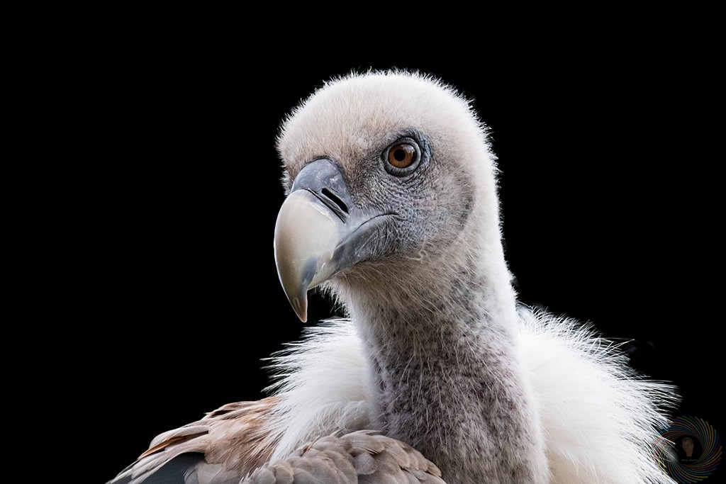 Jungvogel (Geier)