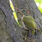 Jungvogel Grünspecht