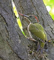 Jungvogel Grünspecht