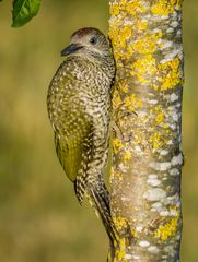 Jungvogel Grünspecht