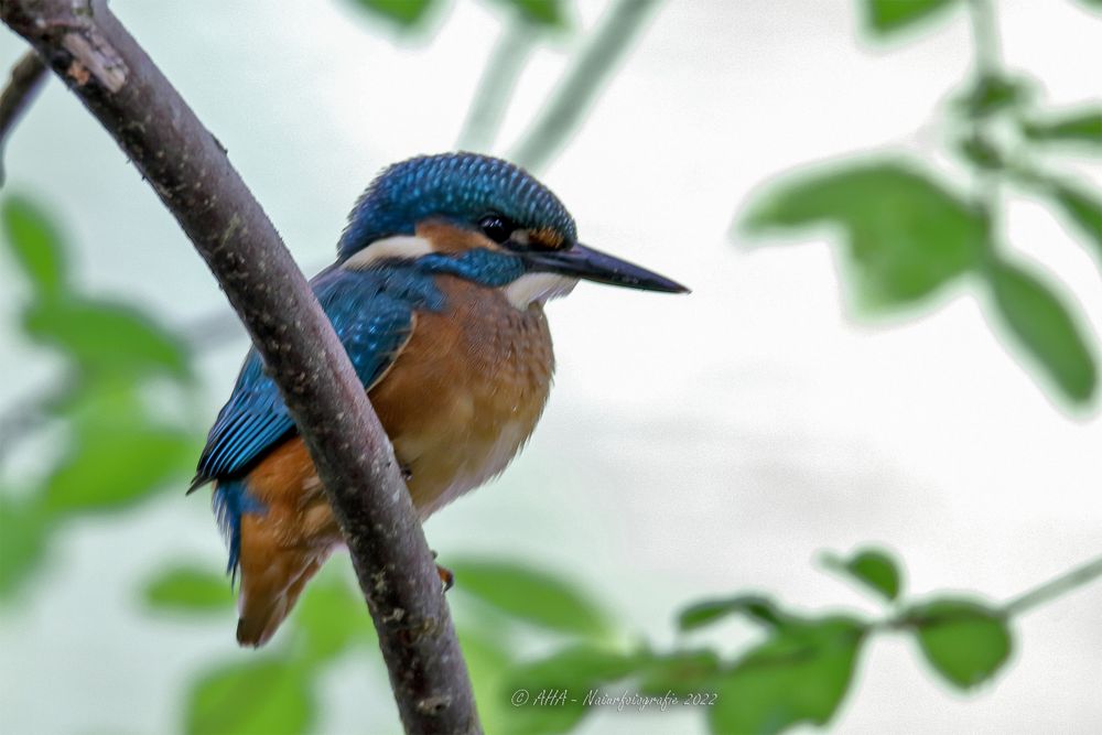 Jungvogel im Dämmerlicht