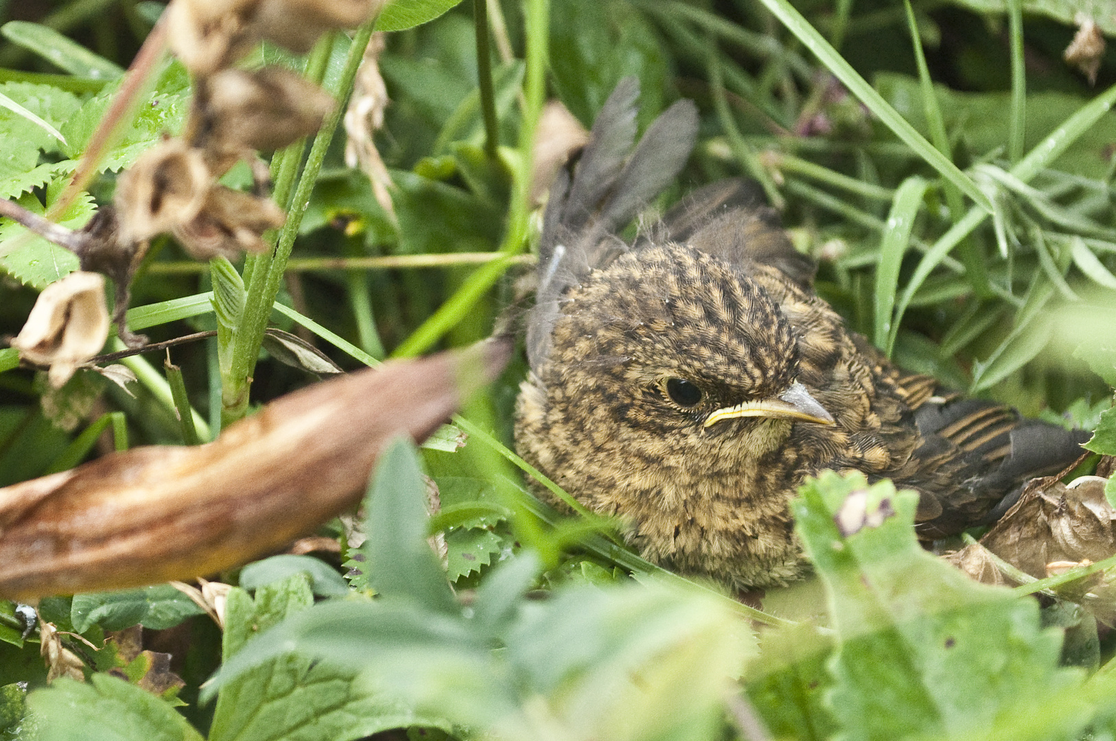 Jungvogel im Gras