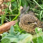 Jungvogel im Gras