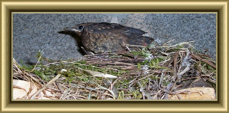 Jungvogel im Nest