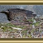 Jungvogel im Nest