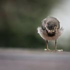 Jungvogel im Regen