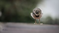 Jungvogel im Regen