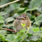 Jungvogel im Wald