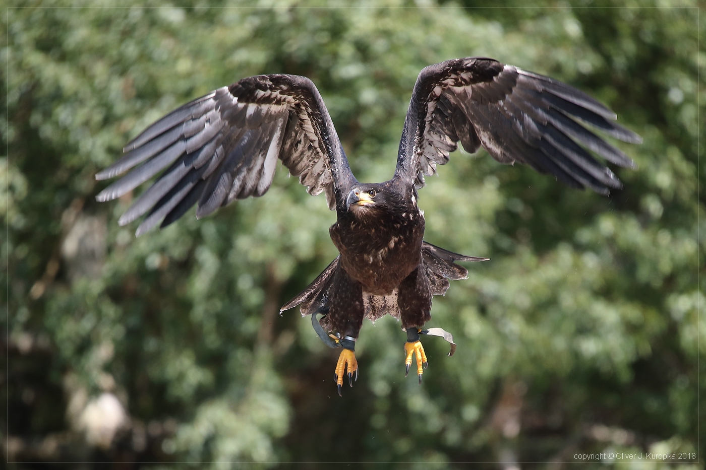 Jungvogel in Action