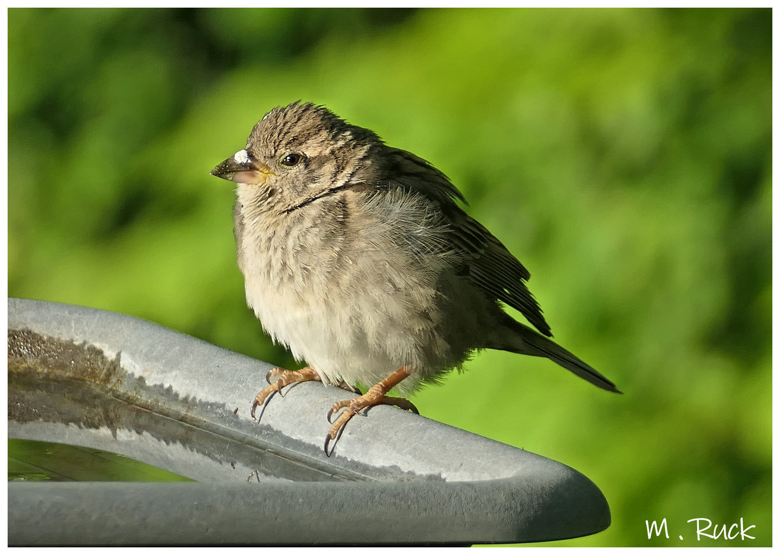 Jungvogel ist Gast in unserem Garten 