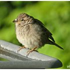 Jungvogel ist Gast in unserem Garten 