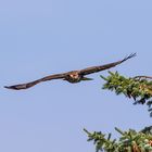 Jungvogel Mäusebussard