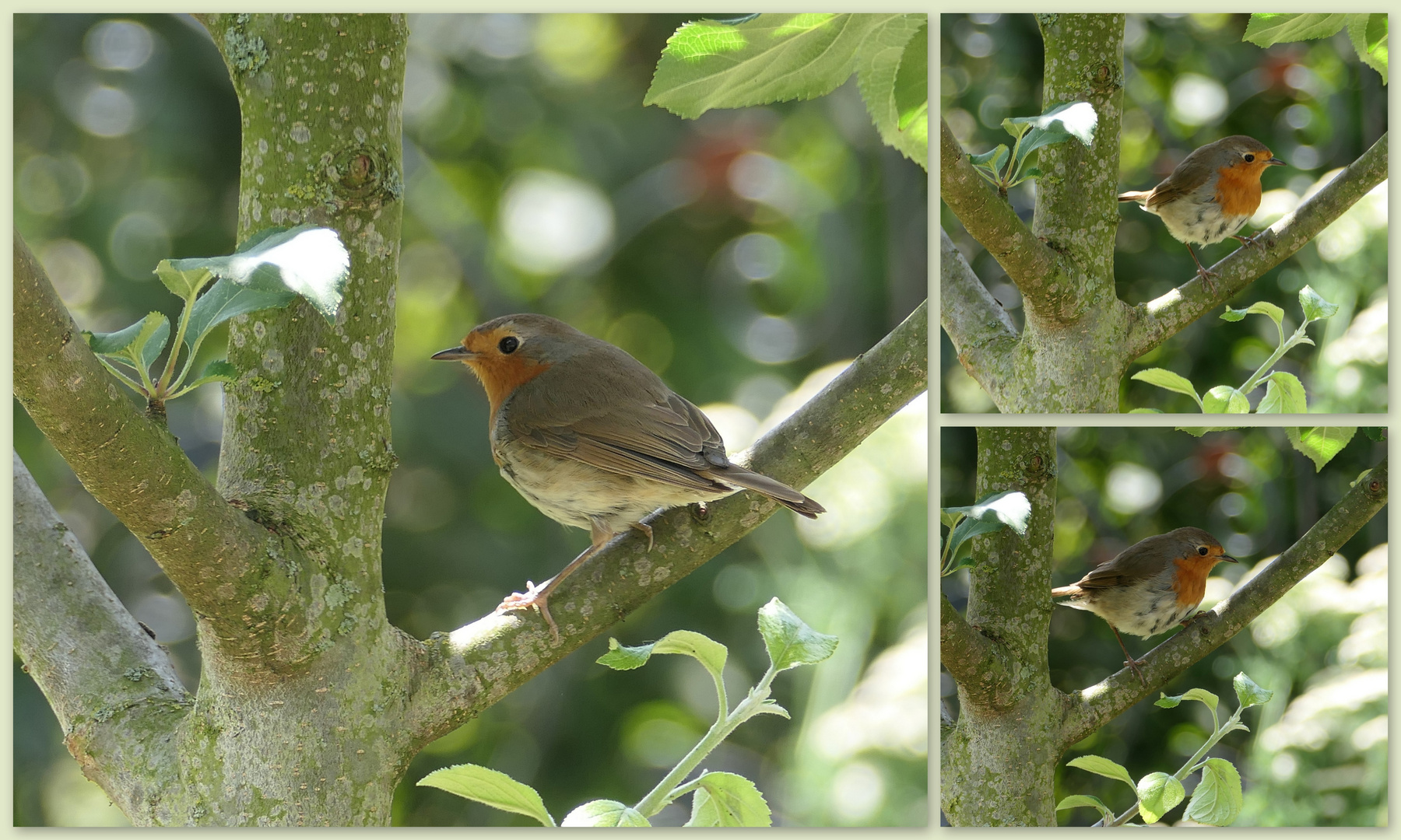 Jungvogel Rotkehlchen