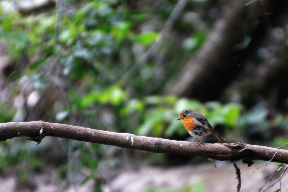 Jungvogel -Rotkehlchen