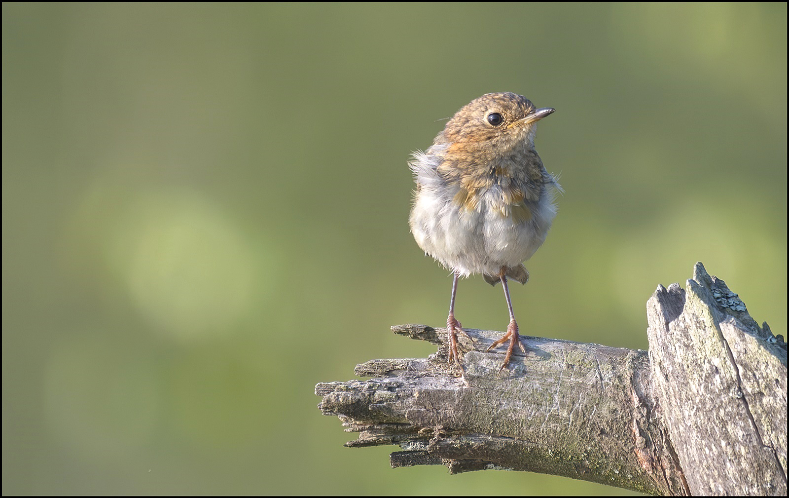 Jungvogel Rotkehlchen