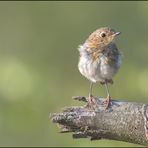 Jungvogel Rotkehlchen