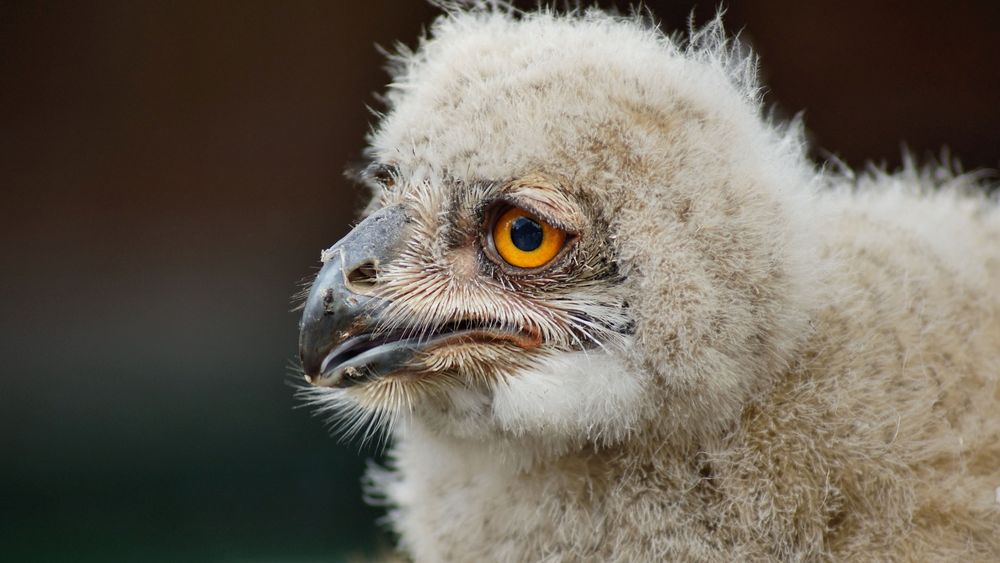 Jungvogel - Sibirischer Uhu 