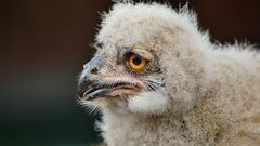 Jungvogel - Sibirischer Uhu 