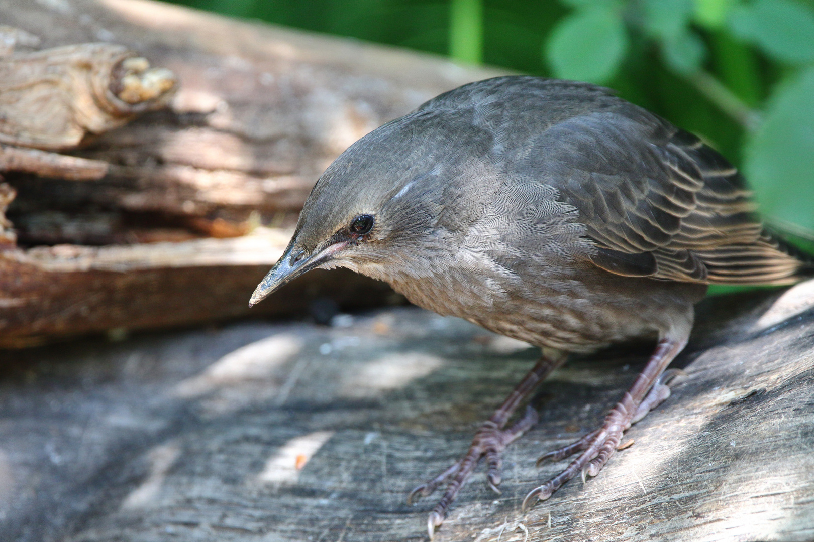 Jungvogel, Star