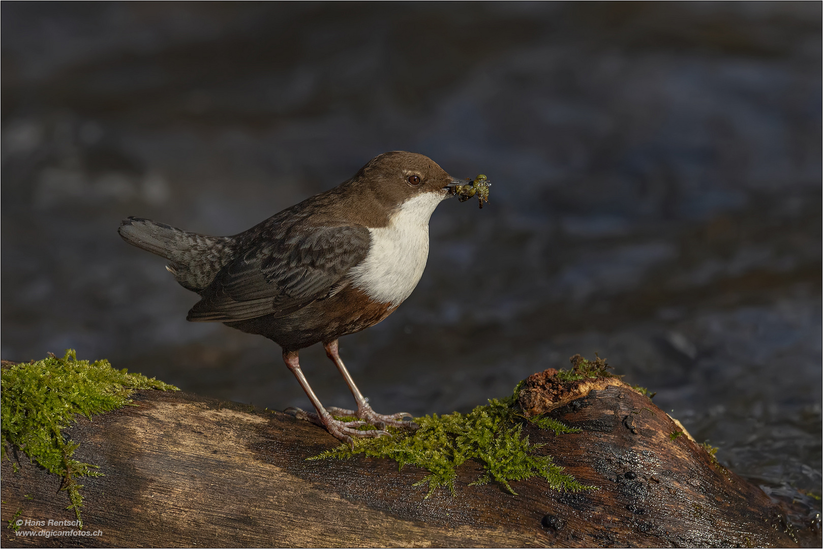 Jungvogel-Versorgung....